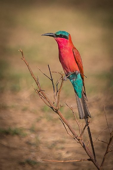 102 Zambia, South Luangwa NP, karmijnrode bijeneter.jpg